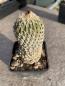 Preview: Encephalocarpus strobiliformis